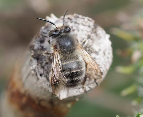 Anthophora plumipes